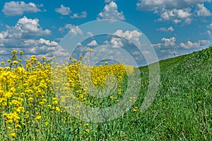 Rural road on the edge of the agricultural field. summer