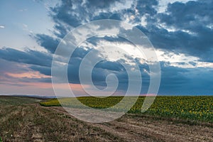 Rural road among farm fields at evening time