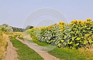 Rural road in a field with sunflowers