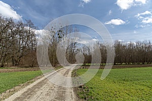 Rural road between fields in Prekmurje, Slovenia photo