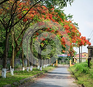 Rural road with the flamboyant flowers in Haiphong, Vietnam