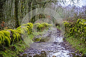 Rural road flooded after heavy rains.