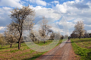 Rural road and flowering trees, springtime view