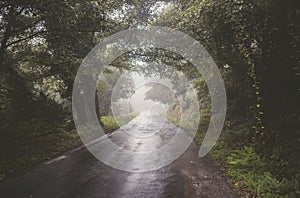 Rural road on a foggy day.