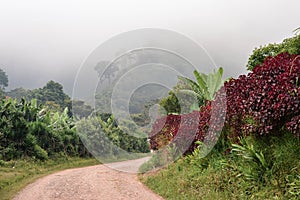 Rural road through the foggy landscapes towards the cloud forests surrounding the small village of coffee growers in Honduras photo