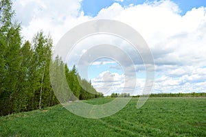 Rural road, forest. Green field of young grass. Blue sky with