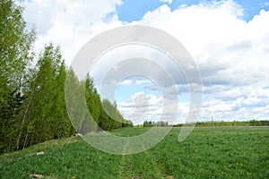 Rural road, forest. Green field of young grass, flowers. Blue sky with