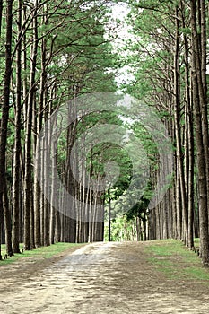 Rural road in Forest pine trees. Nature green wood in autumn and sunrise