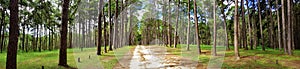 Rural road in Forest pine trees. Nature green wood in autumn and sunrise