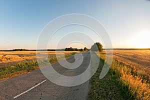 Rural road. Gold wheat field and blue sky. Ripe grain harvest time