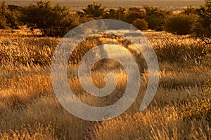 Rural road through golden grasses, South Africa