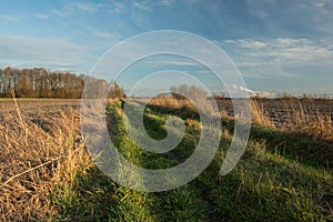 Rural road with grass, plowed fields, a copse with trees without leaves and clouds on a sky