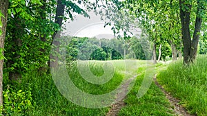 Rural road with green fields and forest near Benzin in Mecklenburg