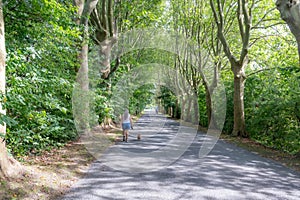 Rural road between huge leafy trees with green foliage, mature woman walking with her dog