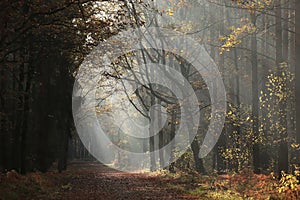 a rural road leading through deciduous forest with most oaks on sunny autumn day the bright light of rising sun falls into