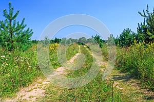 Rural road through the meadow