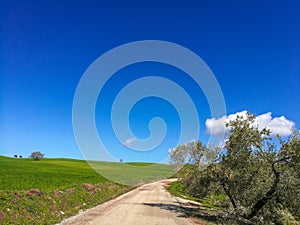 Rural road in middle of a green grass field in Andalusia