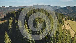 Rural road at mountain pine forest aerial. Summer nobody nature landscape. Spruce trees at hill