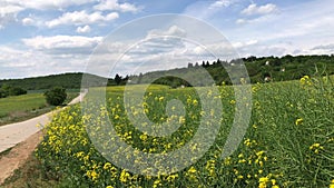 Rural road near rapeseed field