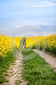 Rural road through oilseed field