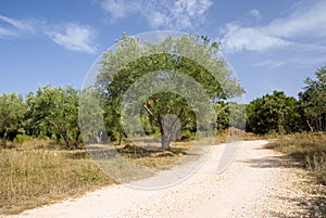 Rural road and olive tree