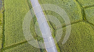 Rural road pass through green field. Aerial view of a field in the morning from a drone