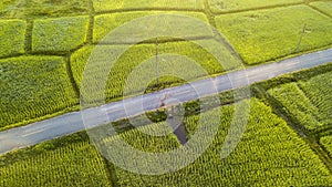 Rural road pass through green field. Aerial view of a field in the morning from a drone