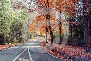 Rural road passing through tall autumn trees.