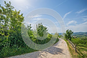 Rural road passing a village surrounded with forest, sunny day s