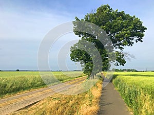 Rural road in Polish countryside, double cement lanes, bike path, single tree