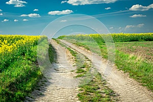 Rural road and rape fields, white clouds on the sky