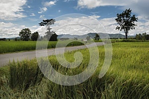 Rural road with rice paddies in Phayao, Thailand