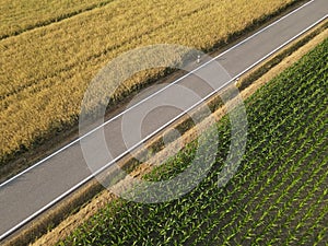 Rural road between ripe crop field and green corn field on a sunny evening in summer