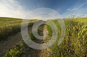 rural road running through the fields