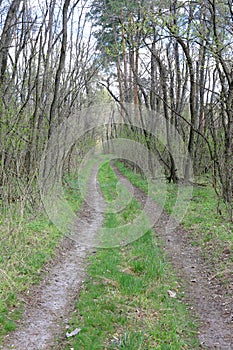 rural road in spring forest