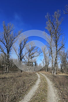 Rural road in spring forest