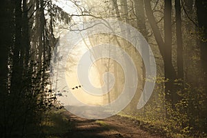 rural road through the spring forest on a sunny misty morning a dirt road through the early spring deciduous forest in foggy