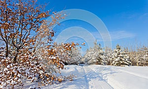 Rural road throug snowbound forest