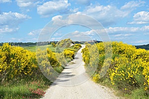 Rural road, Tuscany, Italy