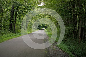 Rural road under tree canopy