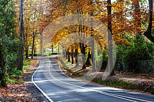 Rural road winding through golden foliage.