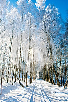 Rural road in winter, birch trees