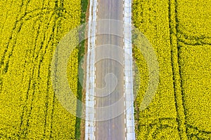 Rural road between yellow canola fields