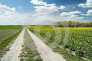 Rural road by yellow rape field and white clouds on blue sky