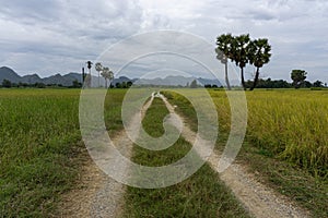 Rural roads are grassed-up in areas that have not been crushed. Both sides are rice fields. The backdrop in the mountain-