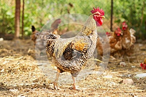 Rural rooster