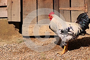 Rural rooster in Dominican Republic