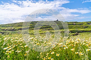 Rural Santorini landscape with wild flowers