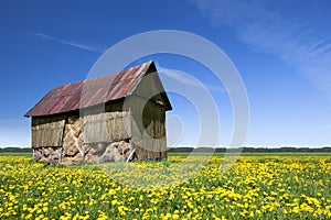 Rural scene