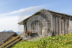 Rural scene in the Alps, cows on the Alp, Austria